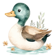 Mallard
