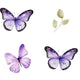 Purple Butterfly 