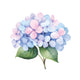 Purple Hydrangea