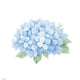 Blue Hydrangea