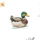 Mallard