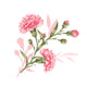 Carnation